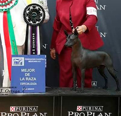 xoloitzcuintle en venta