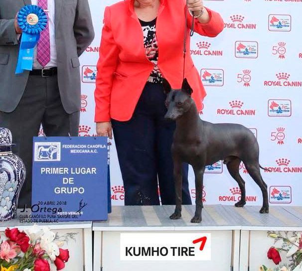 xoloitzcuintle en venta