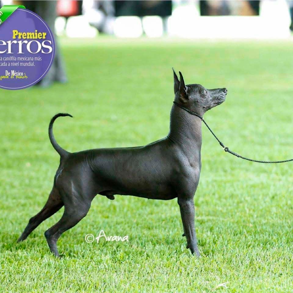 xoloitzcuintle en venta
