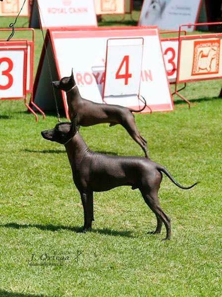 xoloitzcuintle en venta
