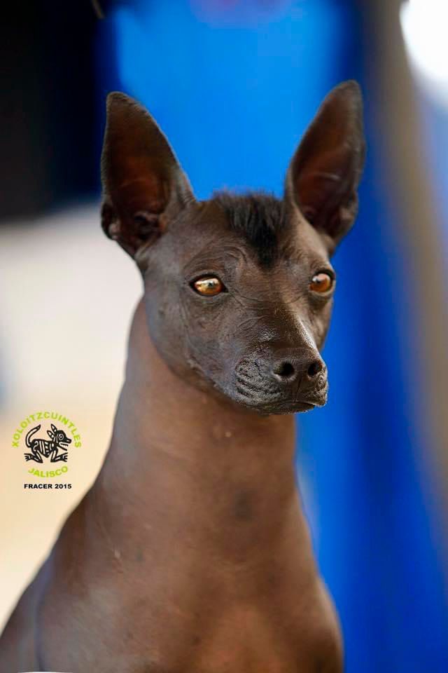xoloitzcuintle en venta