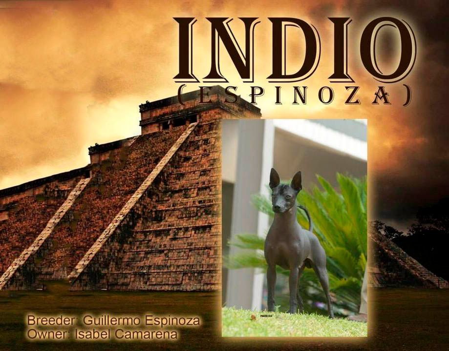 xoloitzcuintle en venta