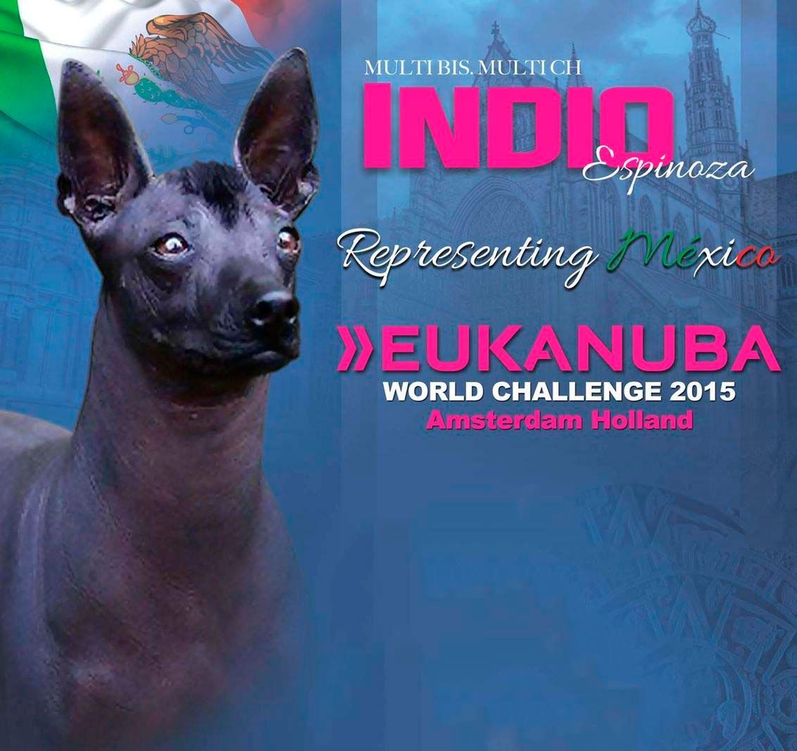 xoloitzcuintle en venta