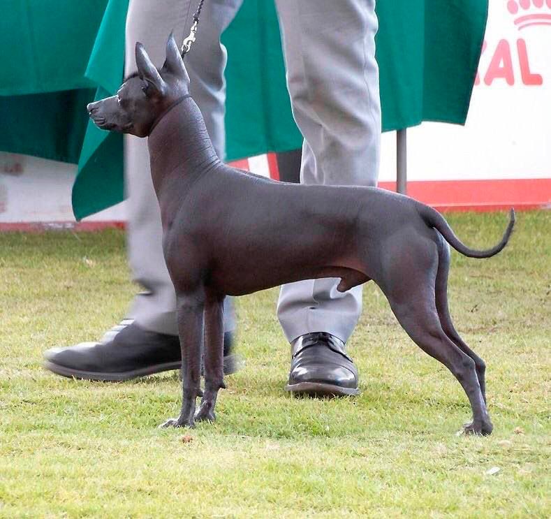 xoloitzcuintle en venta