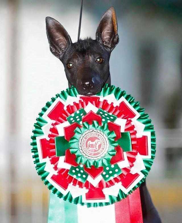 xoloitzcuintle en venta