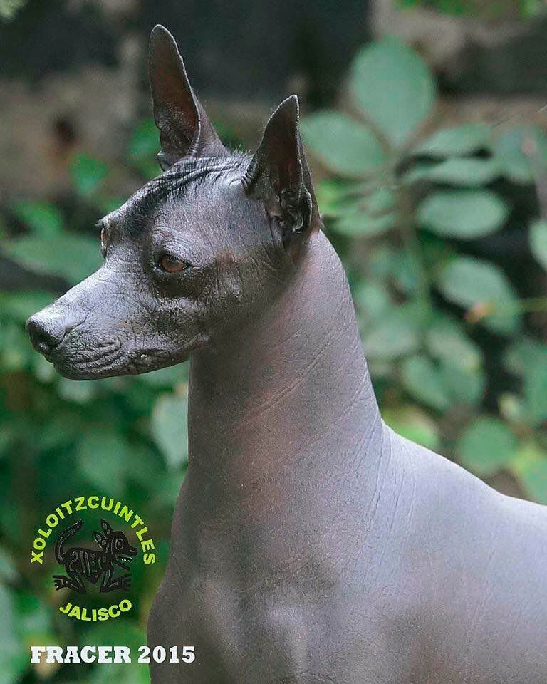 xoloitzcuintle en venta