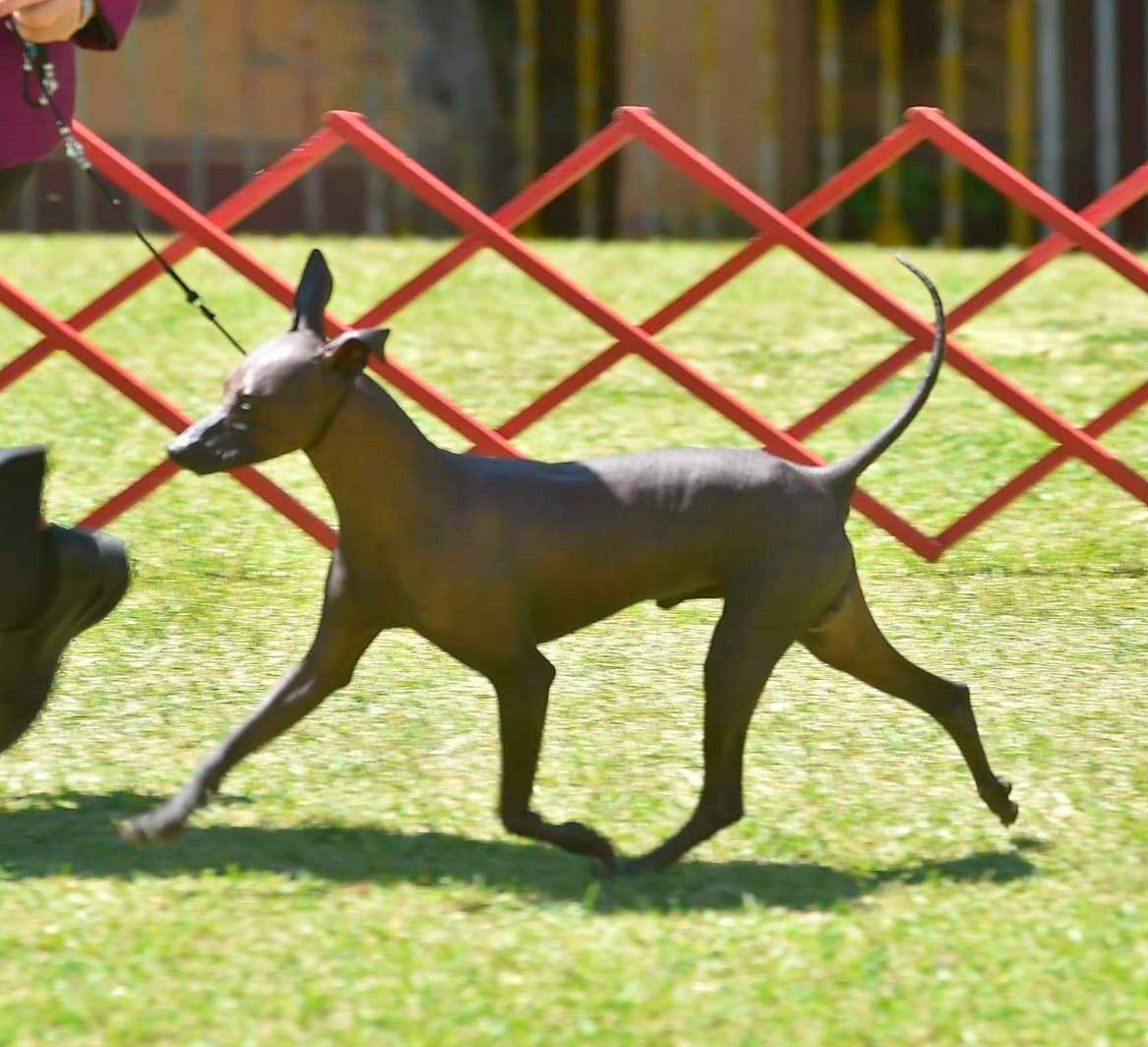 xoloitzcuintle en venta