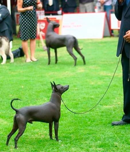 xoloitzcuintle en venta
