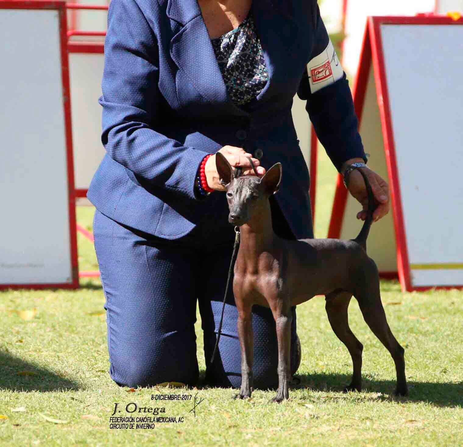 xoloitzcuintle en venta