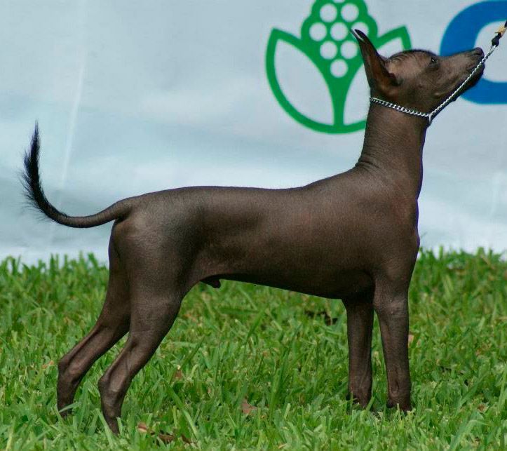 xoloitzcuintle en venta