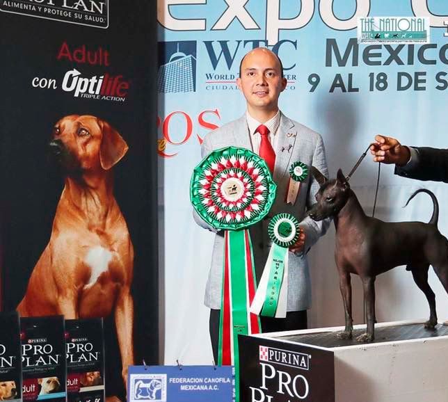xoloitzcuintle en venta