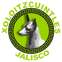xoloitzcuintle en venta