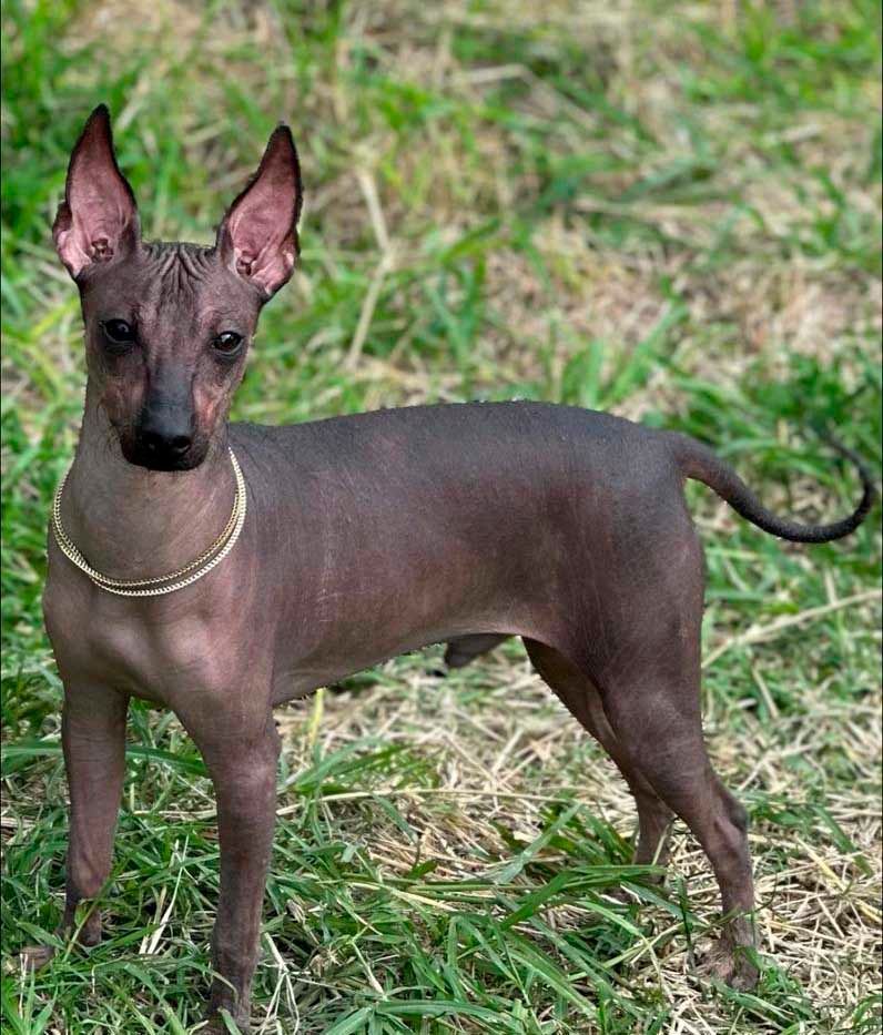 perro xoloitzcuintle en mexico