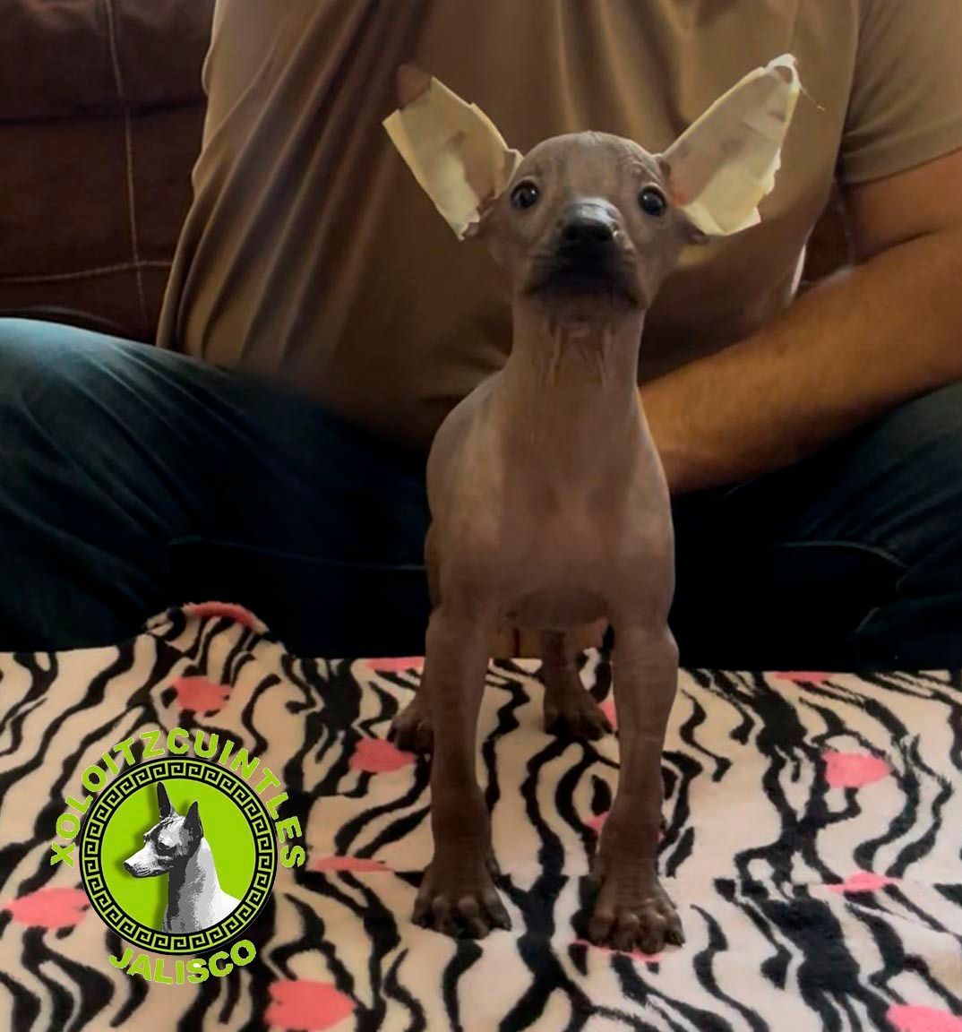 cachorros xoloitzcuintle en venta