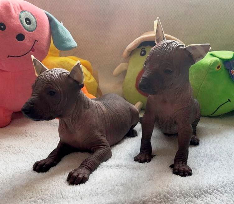 cachorros xoloitzcuintle en venta