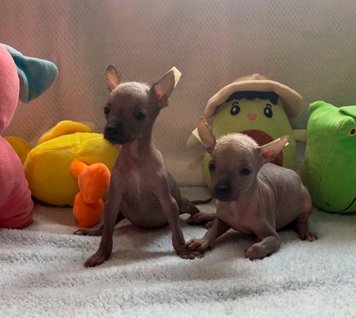 cachorros xoloitzcuintle en venta