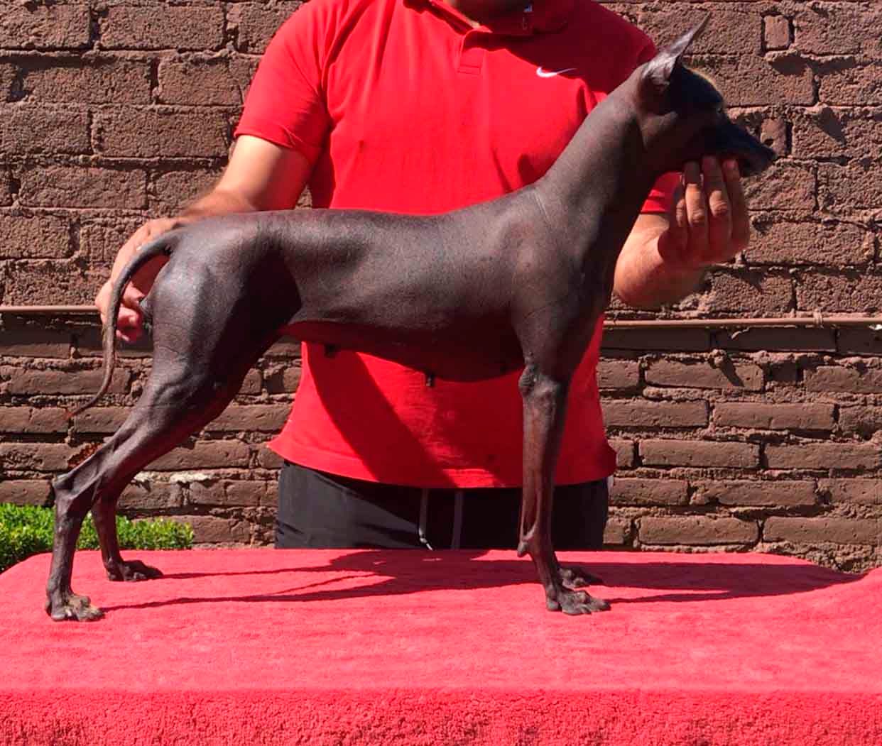 xoloitzcuintle en mexico