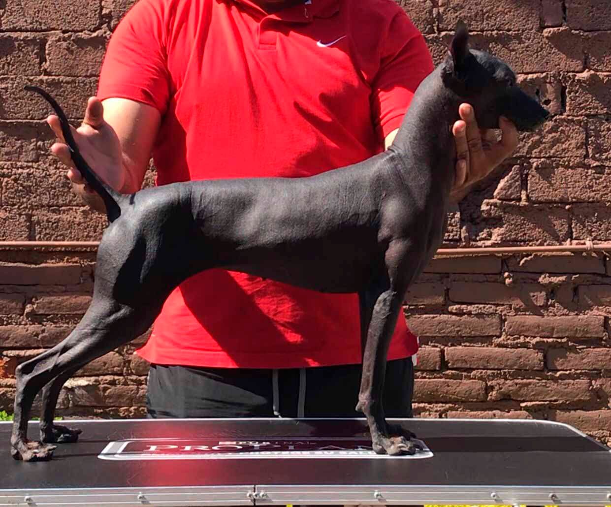 perro xoloitzcuintle en mexico