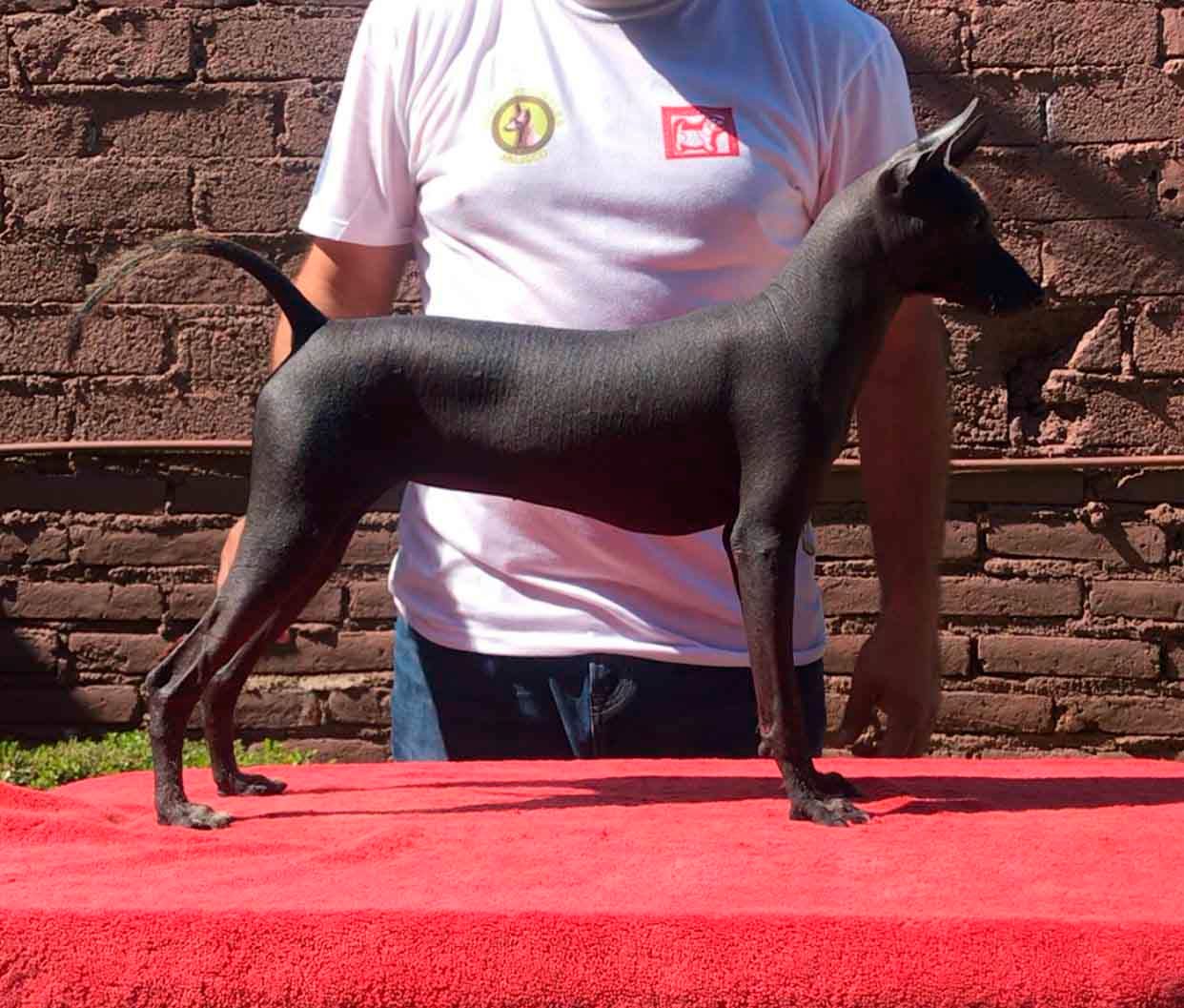 xoloitzcuintle en mexico