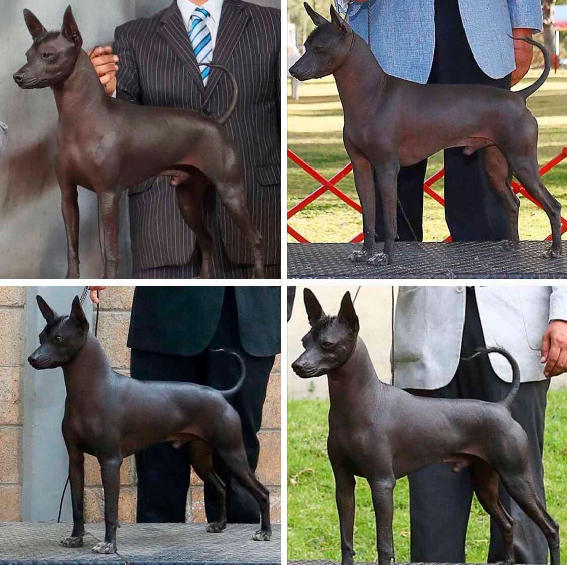 Criaderos de pastor australiano en mexico