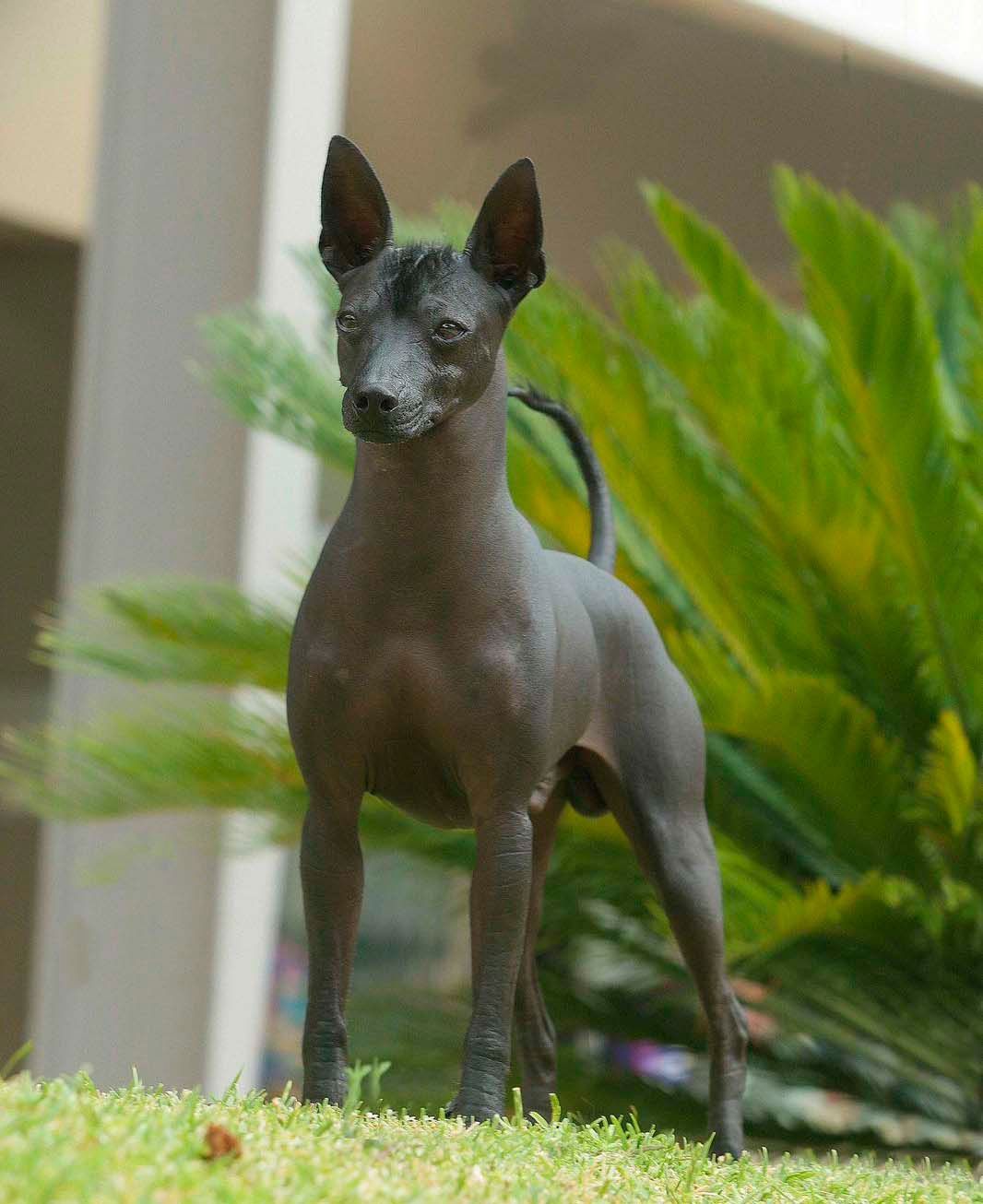 xoloitzcuintle en venta