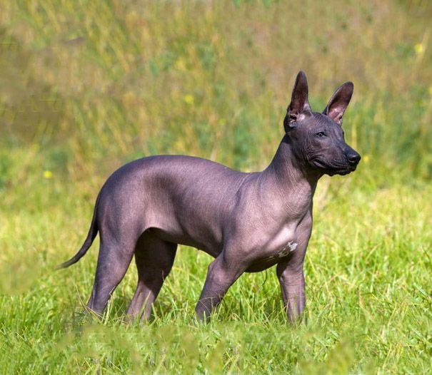 xoloitzcuintle guadalajara