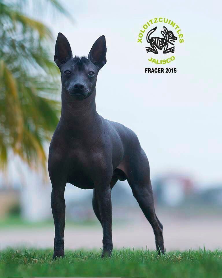 xoloitzcuintle en mexico