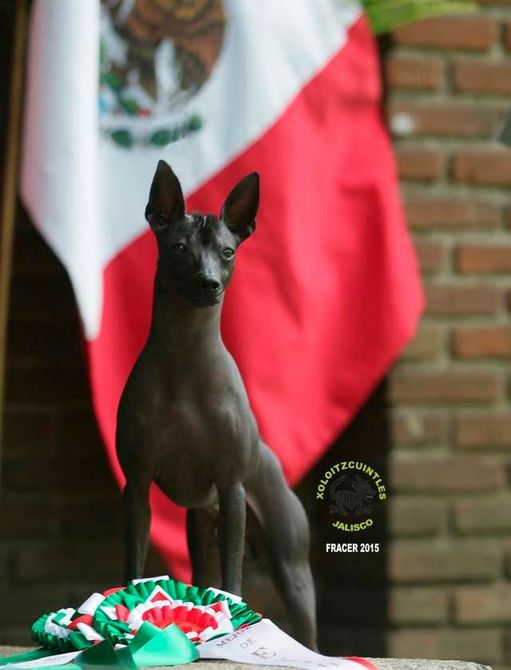 xoloitzcuintle en venta
