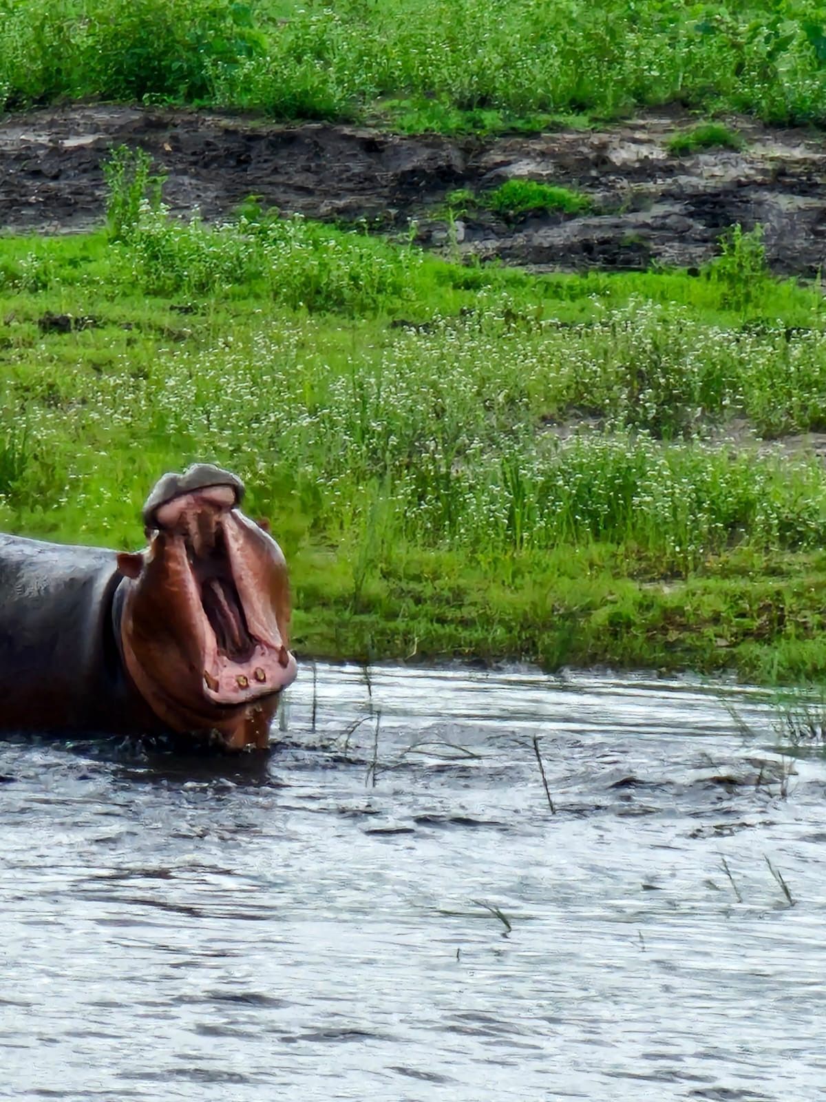 A hippopotamus is swimming in the water with its mouth open.