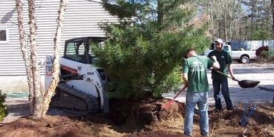 Two men use shovels to dig around a large tree while a Bobcat sits nearby