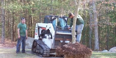 Two men transplanting a tree with a Bobcat in a wooded area