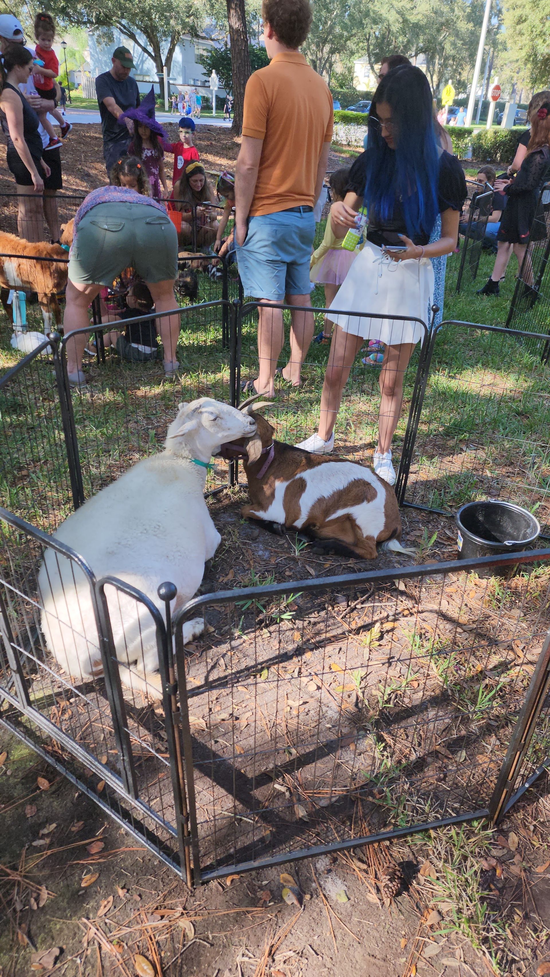A group of people are standing around a fenced in area with goats.