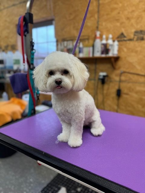 White Bichon Frise dog with a fresh groom sits on a purple table, tongue out.