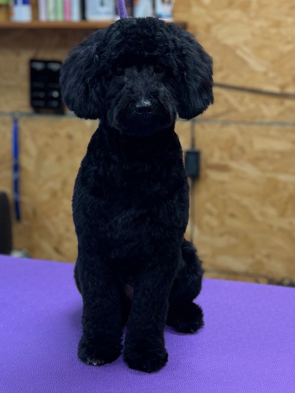 Black poodle with a groomed coat, sitting on a purple surface. The dog has a fluffy head and ears.