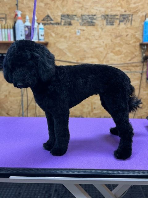 Black dog with a groomed coat standing on a purple grooming table.