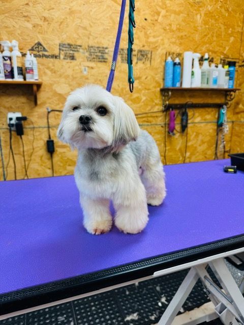 White and gray dog with a groom standing on a purple grooming table.