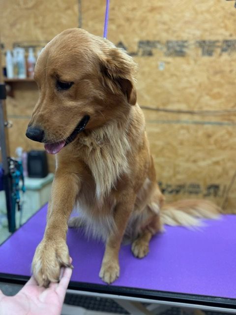 Golden retriever giving paw to a hand on a purple grooming table.