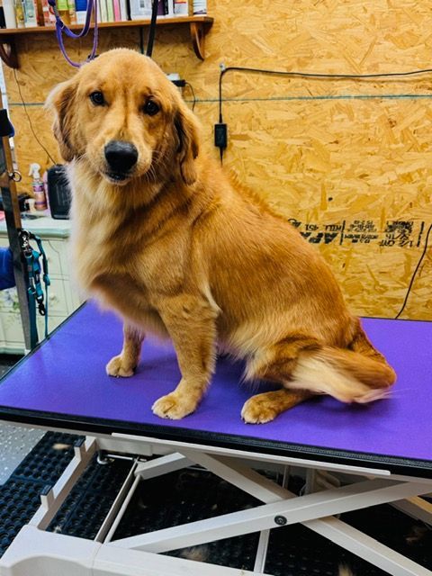 Golden Retriever dog sitting on a purple grooming table, looking at the camera.