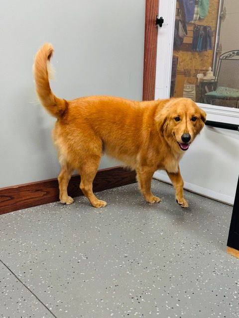 Golden-colored dog standing near a wall and open door; tail is up, and it's looking toward the viewer.