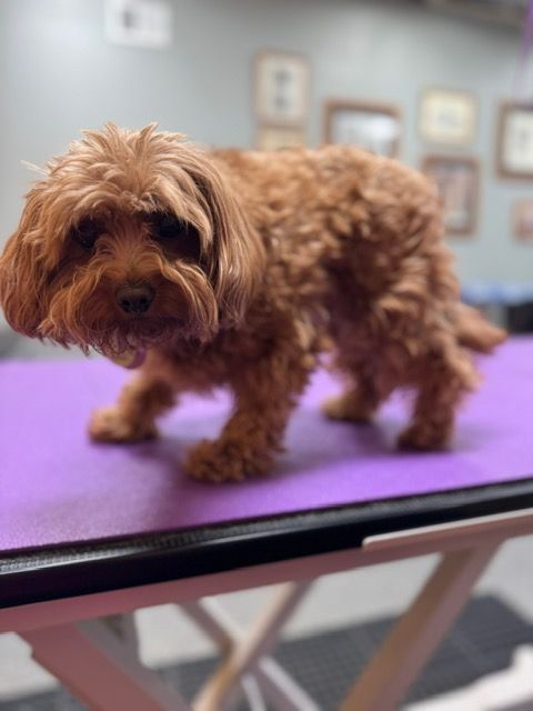 Brown Cavapoo standing on a purple grooming table, looking forward.