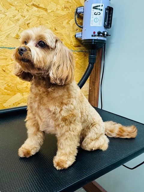 A small, tan dog with a fresh haircut sits on a grooming table. A hair dryer is in the background.