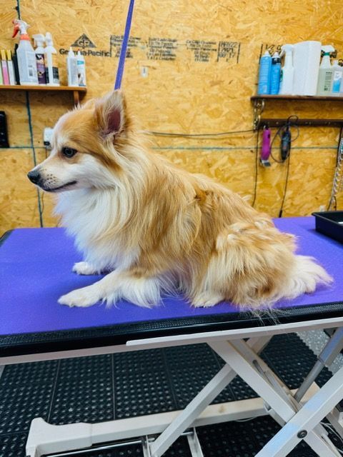 Dog with long fur sitting on a grooming table, tan and white, looking left, indoors.