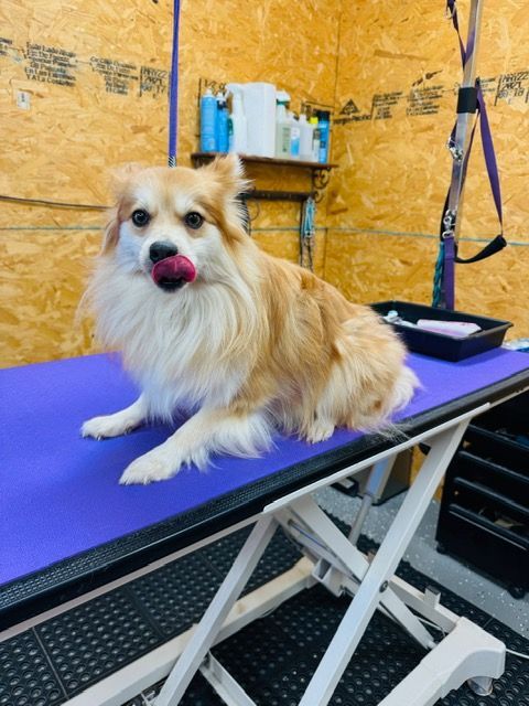 Dog with tan and white fur licks its nose while sitting on a grooming table with a purple mat.