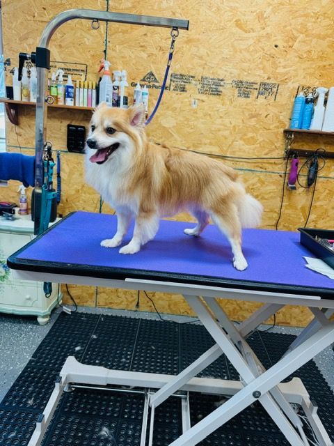 Dog grooming on a purple table. Tan and white fluffy dog, smiling. Grooming tools in the background.