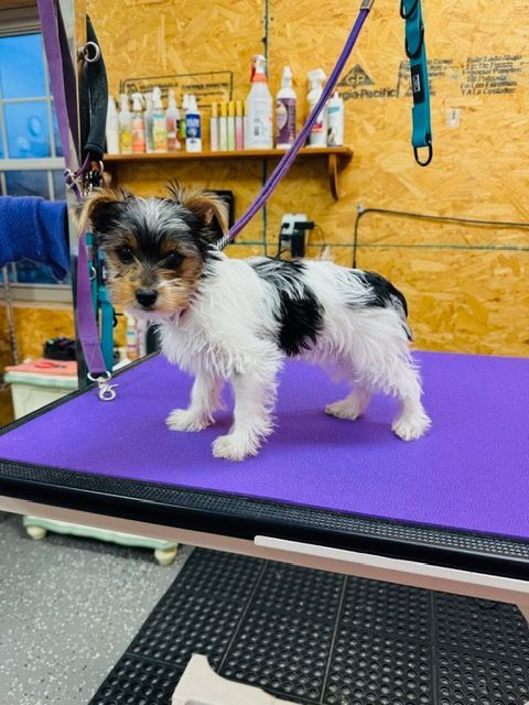 Small dog with black, white, and brown fur stands on a purple grooming table, leashed.