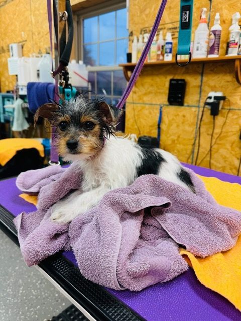 Small dog with black, white, and brown fur lies on a purple towel, grooming table setting.