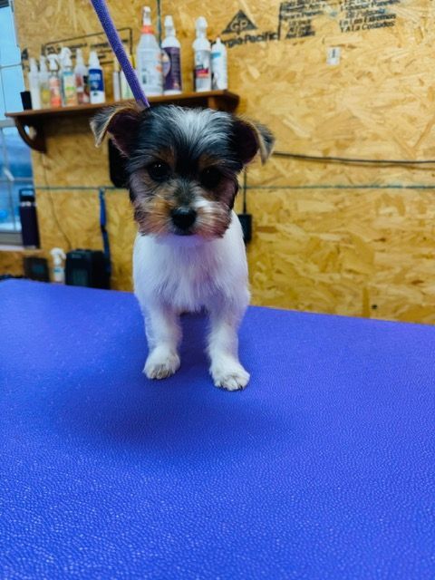 Small dog with black, white, and brown fur stands on a blue surface.