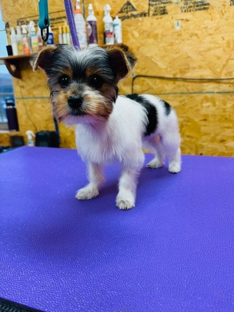 Small dog with tri-colored fur (black, white, brown) stands on a purple grooming table.