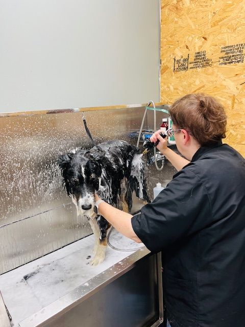 A dog groomer brushes a golden retriever in a pet grooming salon.