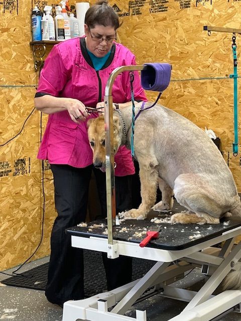Groomer brushing a tan-colored dog on a grooming table indoors.